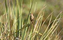 Sphenoeacus afer afer