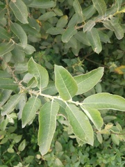 Salix × reichardtii