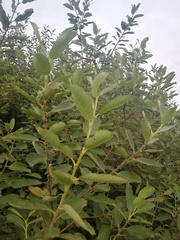 Salix × reichardtii