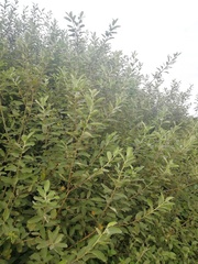 Salix × reichardtii