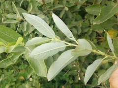 Salix × reichardtii