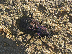 Carabus scabrosus tauricus