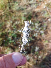 Brachycaudus helichrysi