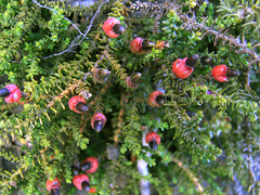 Lepidothamnus laxifolius