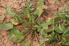 Rumex hypogaeus