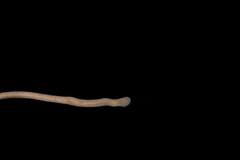 Amphiporus imparispinosus