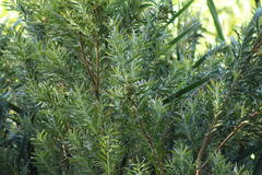 Leucadendron macowanii