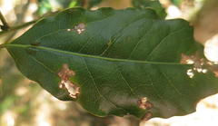 Ocotea bullata