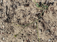 Asteriscium chilense