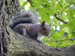 Sciurus carolinensis
