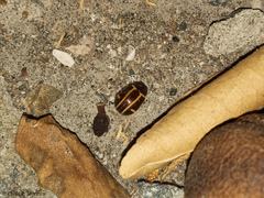 Cosmogramma kinbergi