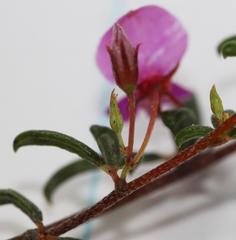 Indigofera sp14