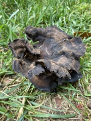 Craterellus cornucopioides