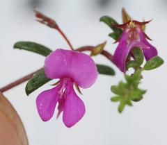 Indigofera sp14