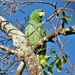 Kawall's Parrot - Photo (c) 
Jacek Kisielewski, some rights reserved (CC BY-SA)