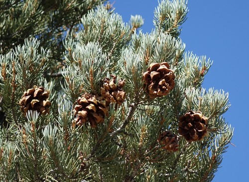 singleleaf pinyon