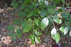 Ilex ambigua