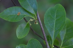 Ilex ambigua