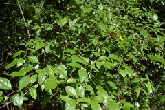 Ilex ambigua