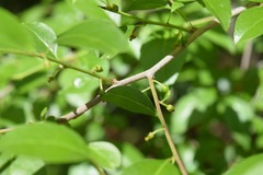 Ilex ambigua
