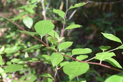 Ilex ambigua