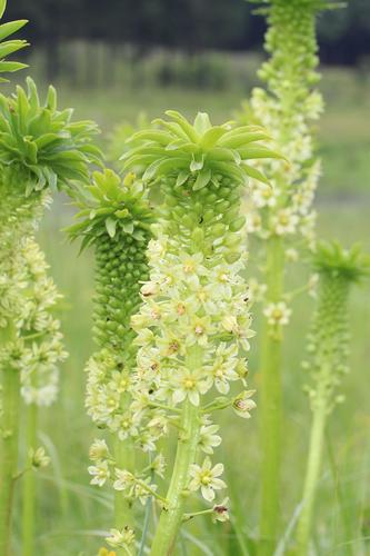Eucomis pallidiflora