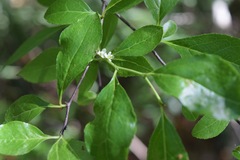 Ilex ambigua