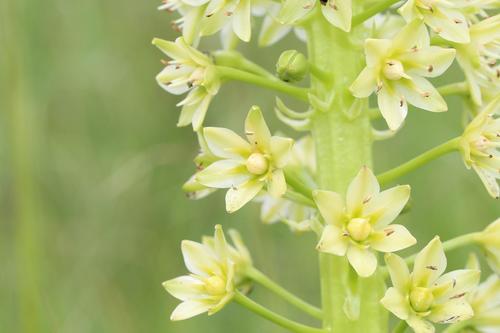 Eucomis pallidiflora