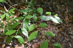 Ilex ambigua