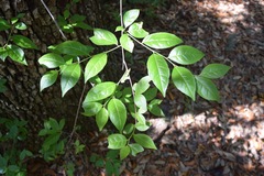 Ilex ambigua