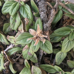 Monardella macrantha macrantha