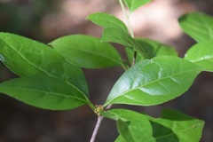 Ilex ambigua