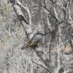 Eopsaltria griseogularis