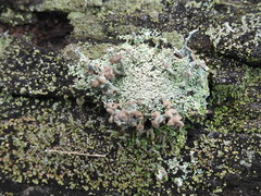 Cladonia botrytes