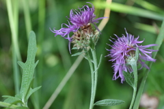 Centaurea decipiens