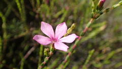 Acmadenia macropetala