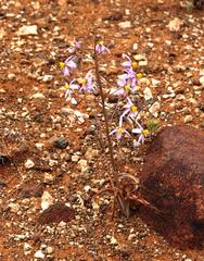 Cyanella