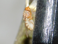 Gitona distigma