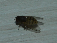 Gitona distigma