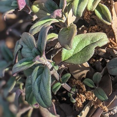 Monardella macrantha macrantha