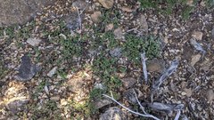 Monardella macrantha macrantha