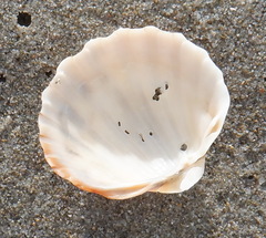 Acanthocardia paucicostata