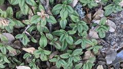 Monardella macrantha macrantha