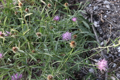 Centaurea decipiens
