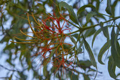 Psittacanthus schiedeanus