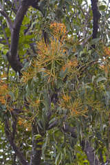 Psittacanthus schiedeanus