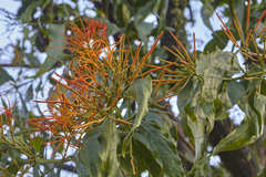 Psittacanthus schiedeanus