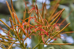 Psittacanthus schiedeanus