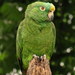 Yellow-crowned Parrot - Photo (c) Alejandro  Bayer Tamayo, some rights reserved (CC BY-SA)