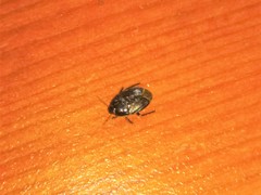 Macroscytus brunneus